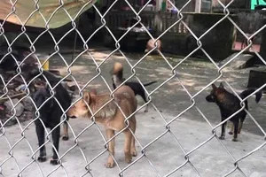 Khó xử hình sự vụ đàn chó cắn chết bé trai 7 tuổi ở Hưng Yên