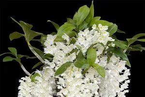 Nghiên cứu lập sàn giao dịch hoa thực tế và sàn hoa ảo