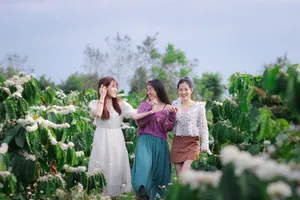 Những 'đồi tuyết trắng’ trên cao nguyên 