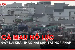 Cà Mau nỗ lực đẩy lùi khai thác hải sản bất hợp pháp – IUU