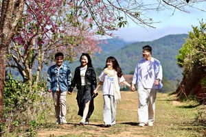 Sắc hồng mai anh đào dịu dàng gọi xuân về phố núi 