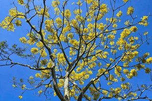 Phượng vàng rực trời ở Tu viện Bát Nhã, gọi xuân về với phố núi Bảo Lộc