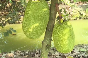 Lãnh 12 tháng tù vì 4 trái mít