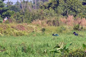 Cảnh sát dò tìm tang vật quanh khu vực tiêu diệt Tuấn 'khỉ'