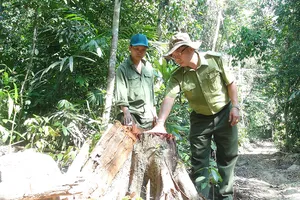 Mở cả cây số đường giữa rừng để đốn gỗ
