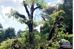 Trộm mai khủng từ Gia Lai chở đến Bình Dương tiêu thụ