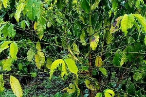 Nghi bón nhầm phân bón giả, 14 ha cà phê rụng lá