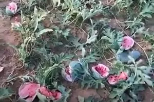 Người đàn ông khóc ngất trên ruộng dưa bị phá hoại