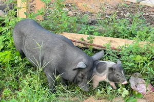 Đàn heo xuất hiện tại khuôn viên trường đại học khiến sinh viên thích thú 