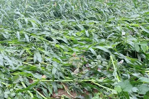 Giông lốc ở nhiều tỉnh phía Bắc, hàng trăm nhà tốc mái, lúa, ngô gãy đổ