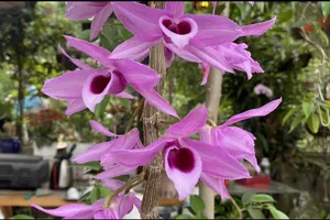 Lừa bán lan đột biến chiếm đoạt hàng trăm triệu đồng