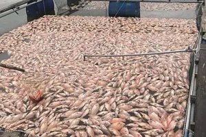 52 tấn cá điêu hồng đồng loạt chết ở Quảng Nam