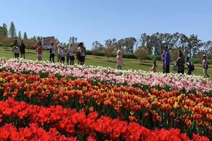 Khám phá lễ hội hoa tulip Tesselaar độc đáo ở Úc