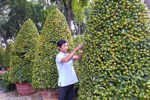 Mẹo chọn quất, mai, đào hợp phong thủy ngày tết