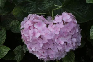 Đừng trưng những loài hoa này trong nhà dịp tết