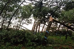 Đắk Nông: Trận mưa lớn gây thiệt hại hàng loạt vườn cao su của dân 