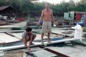 Cá bè trên sông Cái lại chết hàng loạt không rõ nguyên nhân 