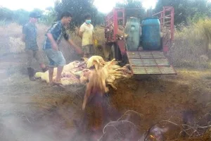 Bắt quả tang lò mổ heo chết, heo bệnh số lượng lớn