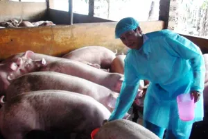 Biên Hòa: Phát hiện gần 1.000 con heo nuôi bằng chất cấm