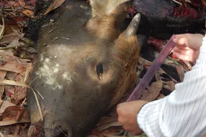 Khởi tố vụ bò tót bị bắn chết tại Đồng Nai