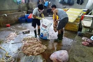 Mỗi ngày bán 200 ký nội tạng bò ngâm hóa chất ra thị trường