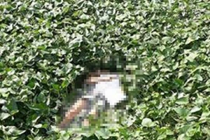 Người đàn ông cầm xô nhựa chết trong ao rau muống