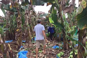 Giải cứu 10 tấn chuối của nông dân Đồng Nai 