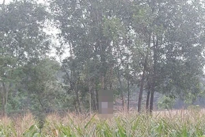 1 người đàn ông chết trong tư thế treo cổ trong rẫy