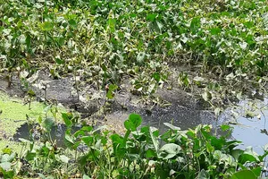 Di dời trang trại chăn nuôi heo để giải cứu suối Reo