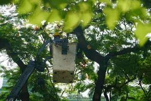 Trường Bạch Đằng đốn bỏ cây phượng còn lại sau sự cố