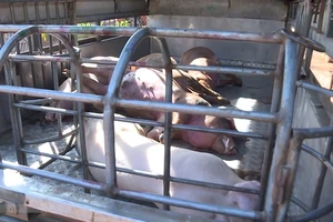 Phát hiện thương lái xẻ thịt lợn chết để bán kiếm lời