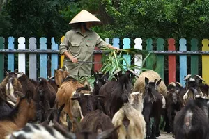 Tình người đong đầy dành cho các con vật trong mùa COVID-19