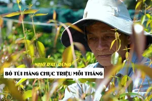Bỏ túi hàng chục triệu mỗi tháng nhờ rau rừng