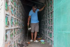 Video: Thăm trại rắn hổ mang tiền tỉ của nông dân miền Tây