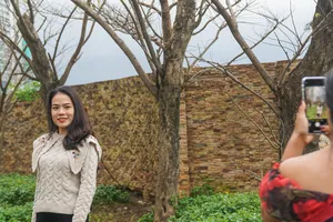 Video: Hàng cây sưa vàng rụng lá thu hút giới trẻ Đà Nẵng