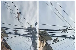 Video: Đàn khỉ đại náo phố phường ở quận 12