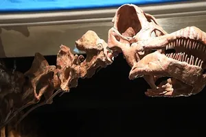 Phát hiện hóa thạch khủng long 140 triệu năm, dài 20 m