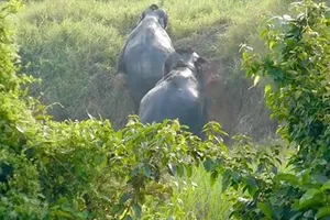 Voi giúp nhau thoát khỏi thành mương trơn trượt