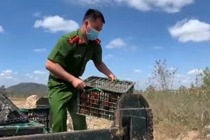 Vieo: Tiêu hủy gần 2,5 tấn hoa quả không rõ nguồn gốc xuất xứ