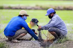 Video: Theo chân xóm trọ nghèo ở TP.HCM ra đồng bắt cá, trang trải mùa dịch 