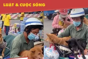 Đúng, sai chuyện Cà Mau tiêu hủy 13 chú chó theo chủ về quê