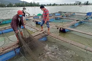 Video: Chủ tịch phường lên Facebook rao bán cá giúp dân