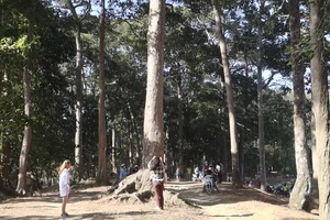 Trà Vinh: Người dân vui chơi dịp Tết bên hàng cây Khổng lồ xanh mướt