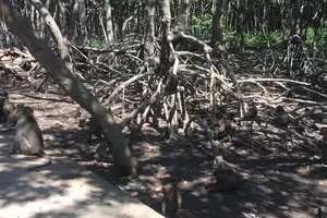 Video: Du xuân đầu năm ở Đảo khỉ Cần Giờ