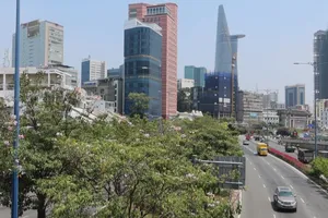 Video: Những con đường rực rỡ hoa kèn hồng ở TP.HCM