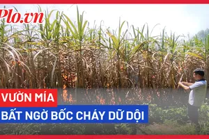 Gia Lai: Vườn mía bất ngờ bốc cháy dữ dội vào giữa trưa