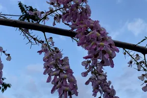 Video: Hoa đậu anh đào nở rực dọc tuyến đường Nha Trang - Đà Lạt