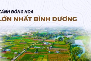 Làng hoa lớn nhất Bình Dương: Đông khách chụp ảnh, vắng khách mua