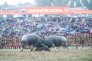 Video: Những màn đấu kịch tính tại Lễ hội chọi trâu truyền thống ở Vĩnh Phúc