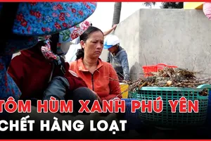 Video: Tôm hùm xanh ở Phú Yên vẫn tiếp tục chết, đã thu gom gần 100 tấn